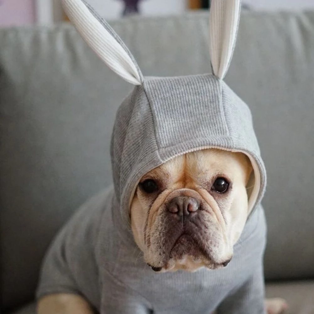 NEW ✨ Rabbit Ear Pet Costume - Picture 2 of 4